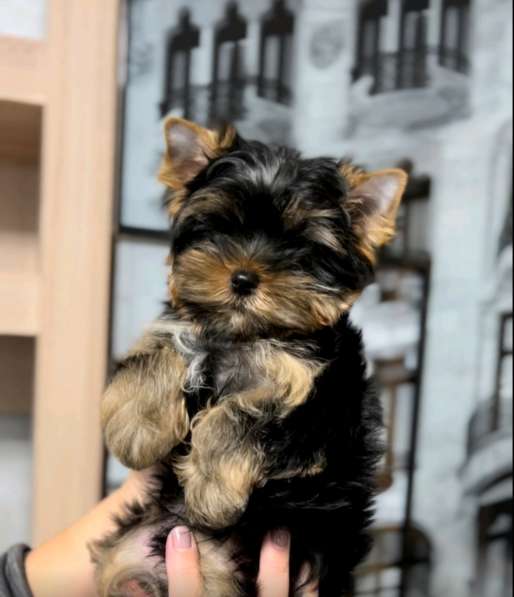 Йоркширский терьер