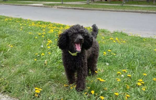 Той пудель в фото 8