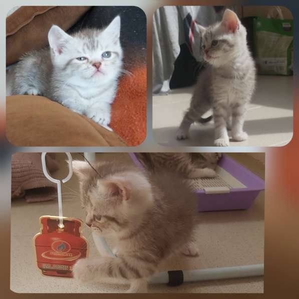 Шотландские котята в 