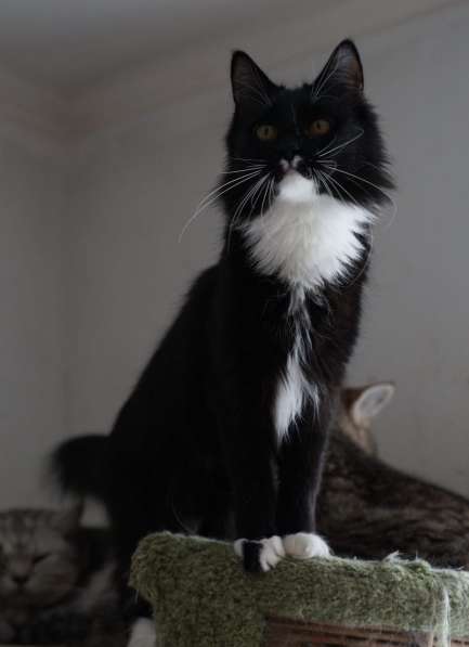 Черно-белая красавица кошка Стэффи в добрые руки