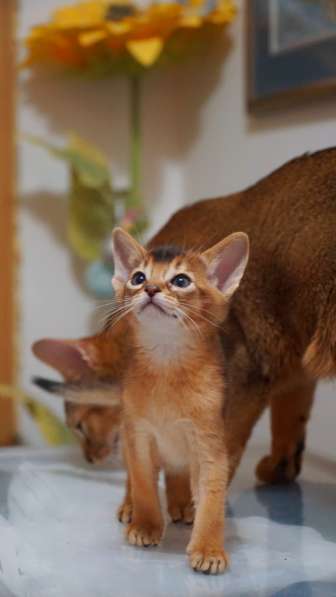 Абиссинские котята дикого окраса в фото 3