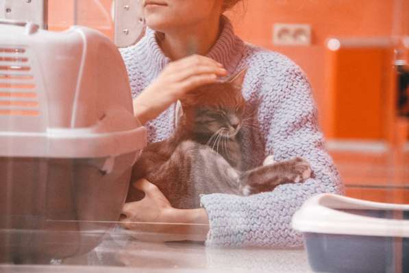 Зоогостиница BookingCat Люберцы/Жулебино в Люберцы фото 17