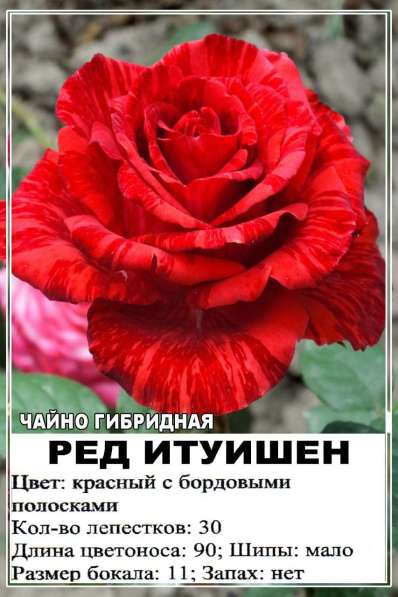 Саженцы сибирских роз 2020 в Новосибирске фото 13