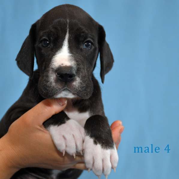 Щенки немецкого дога в Ростове-на-Дону фото 5