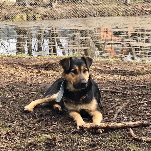 ПЕС, КОТОРОГО НИКТО НЕ ЗАМЕЧАЕТ!!!! в Пушкино фото 10