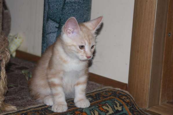 Курильский бобтейл - котята золотого окраса в Краснодаре фото 40