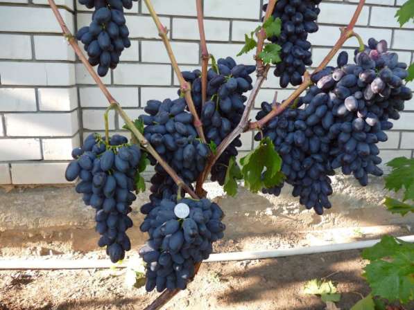 Принимаю заказы на вегетирующие саженцы винограда в Воронеже фото 8