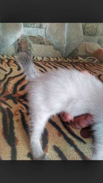 Котята меконгского бобтейла в Ростове-на-Дону фото 7