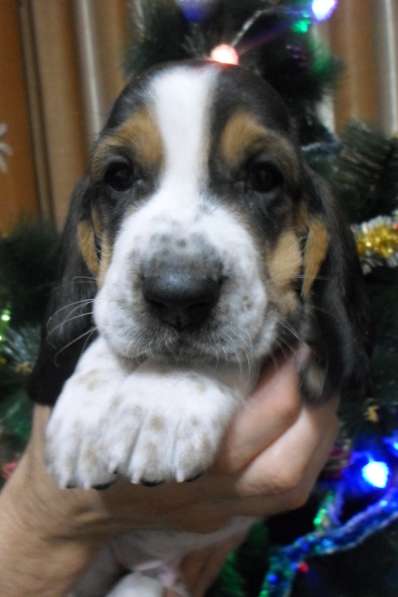 Щенки Бассет-хаунд в Армавире фото 50