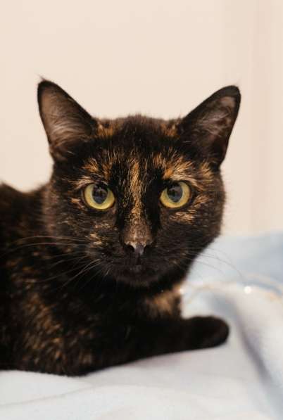 Кошечка черепахового окраса в Москве фото 10