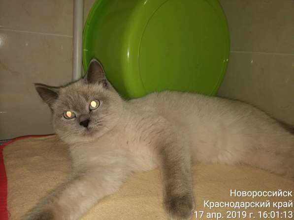 Продается кошка в Новороссийске фото 3