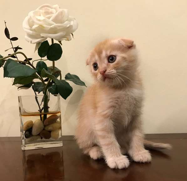 Шотландские котята в Нижнем Новгороде фото 9