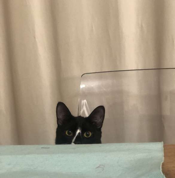 9 мес кошечка Пайпер-истинное совершенство, ищет семью! в Москве фото 6