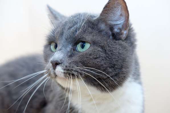 Кошечка Пайпер ищет дом в Москве фото 3