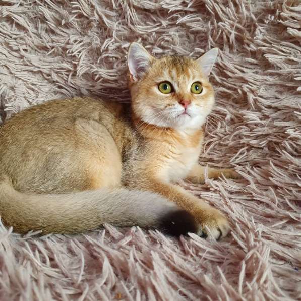 Scottish gold SFS71 ny 11 в Рязани фото 6