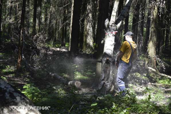 удаление опасных аварийных деревьев - кронирование - санитар в Москве фото 6