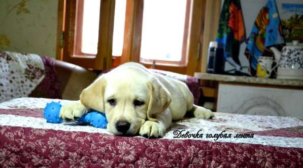 Щенки лабрадора из питомника в Белгороде фото 12
