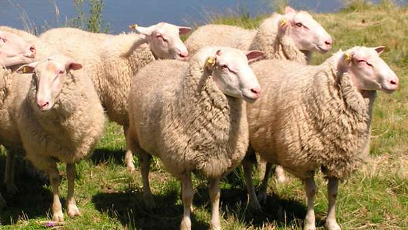 Племенные овцы Восточно-фризкая (Скот из Европы класс Элита) в фото 4