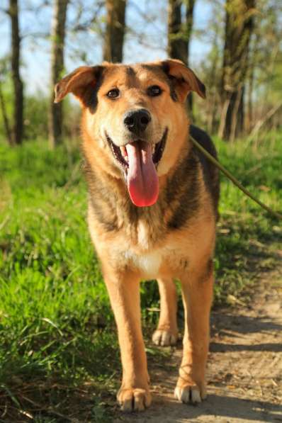 Собака в хорошие руки