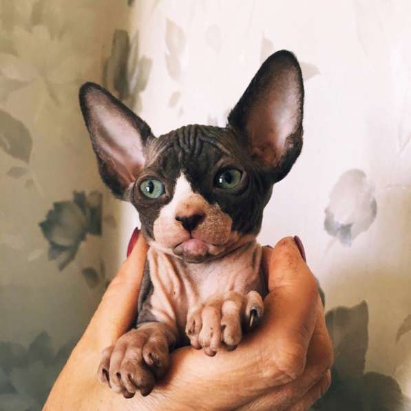 Продам котят в Самаре фото 7