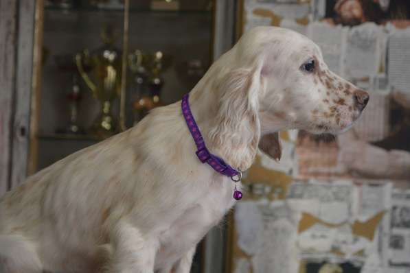 Английский сеттер щенки из элитного питомника в Москве фото 54