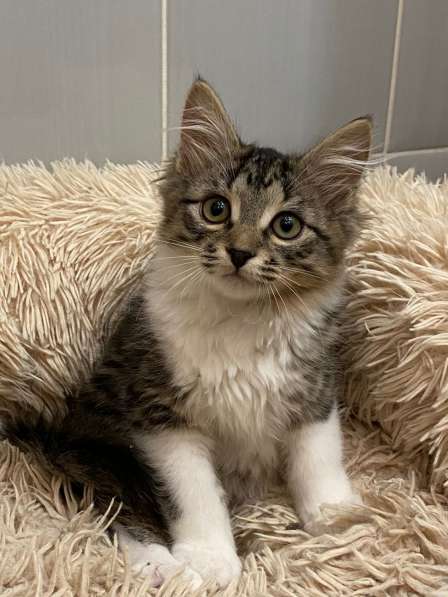 Чудесные котята ищут семью в Москве фото 9