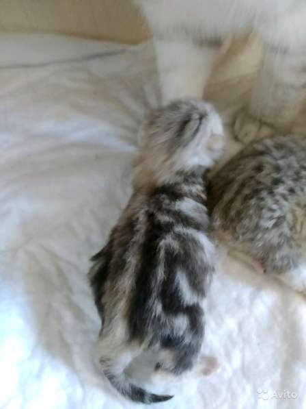 Шотландская серебряная девочка в Симферополе фото 3