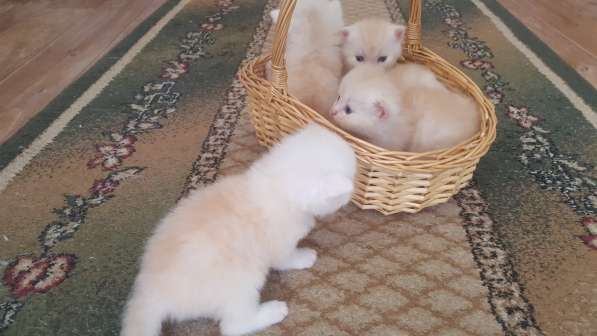 Котёнок в Москве фото 12