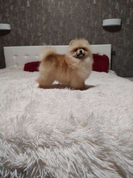 Померанский шпиц. Mini boy