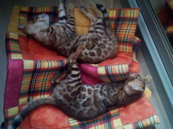 Питомник бенгальских кошек в Кирове фото 10