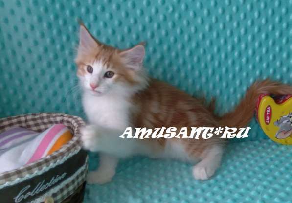 Чистокровные Норвежская Лесная Санкт-Петербург в Санкт-Петербурге