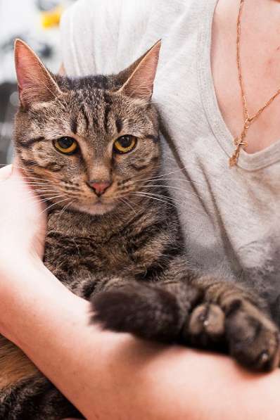 Фелисия – шикарная кошка в поисках дома! в Москве