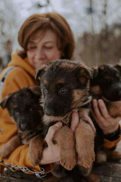 Продаются щенки немецкой овчарки в Иванове фото 4