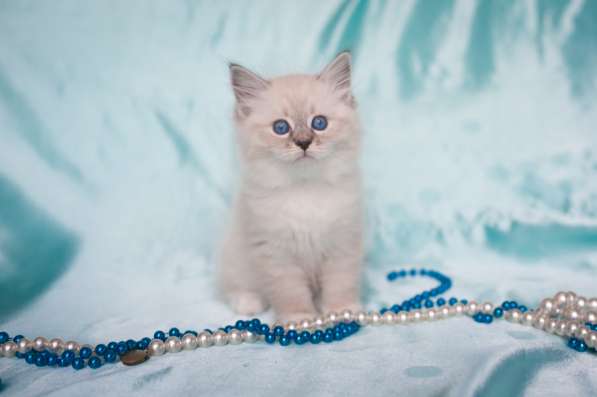 Сибирский котёнок Кокосик