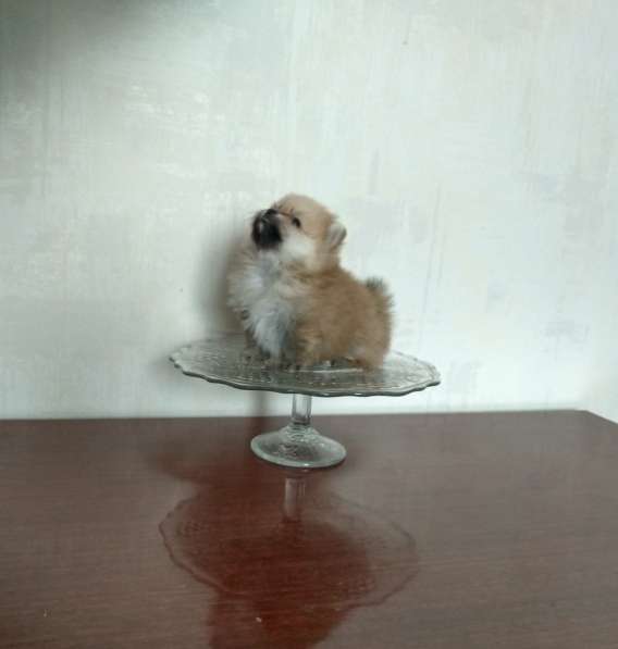 Щенки нано шпица в Москве фото 3