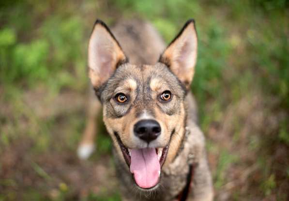 Флеш — молодой и послушный шоколадный, активный в Москве фото 6