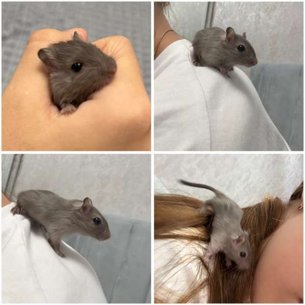 Песчанка (монгольский тушканчик)