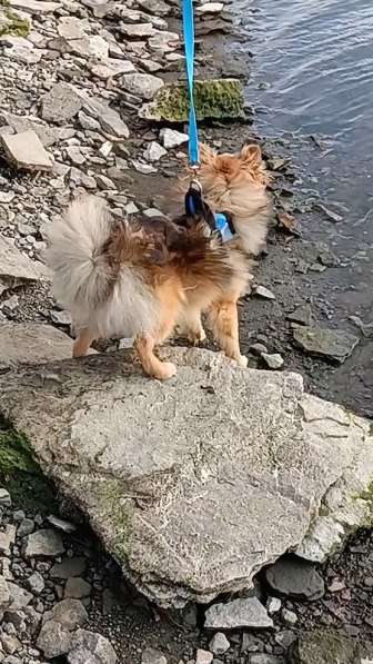 Подросший щенок в фото 5