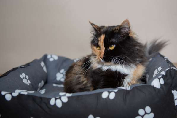 Роскошная трехцветная пушистая кошка Аргентина в Москве фото 6