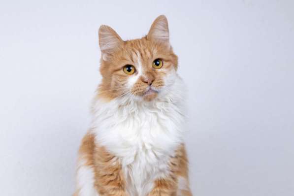 Ярко-рыжая молодая пушистая кошечка Дакота в дар в Москве фото 5