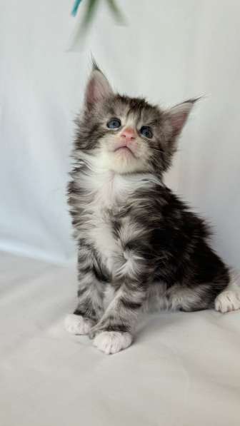 Maine Coon kittens в 