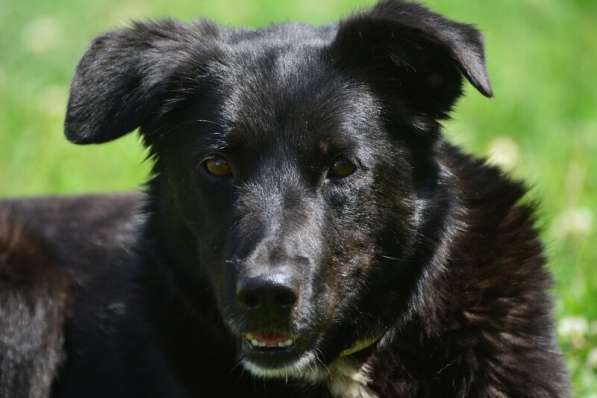Герда в поисках самого верного друга в Санкт-Петербурге фото 7