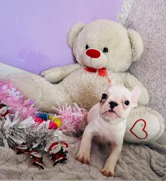 Французский бульдог в Уссурийске фото 4