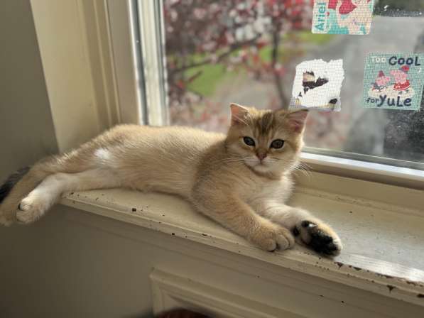 Шотландские котятв в фото 4