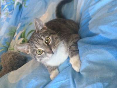 Отдам даром Очаровательный серый котенок