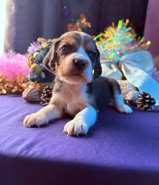 Бигль в Уссурийске фото 3