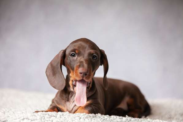 Таксы кроличьи от чемпионов в Москве