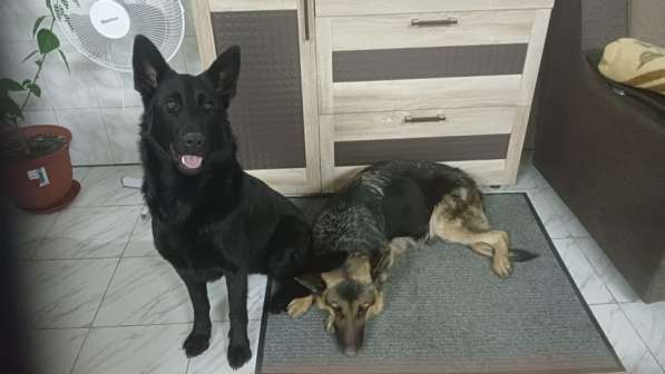 Немецкая Овчарка в Ессентуках