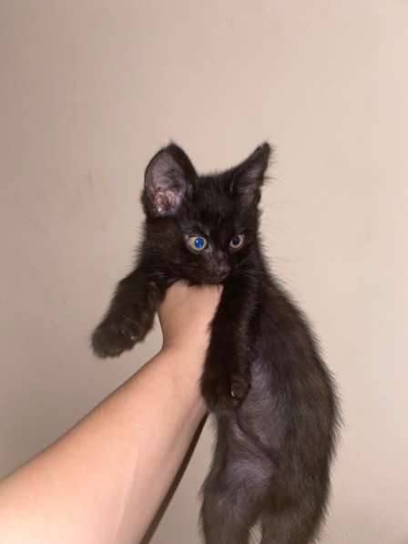 Отдам котят в добрые руки❤️