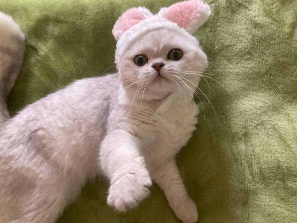 Шотландский кот на вязку в фото 4